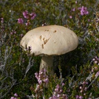 11_tag_41.jpg